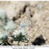 satyrium hyrcanicum altyagach male3